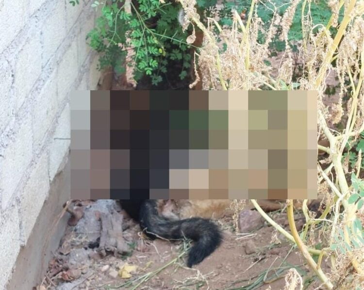 Lamenta Fundación Mayla acciones de envenenamiento en contra de animales