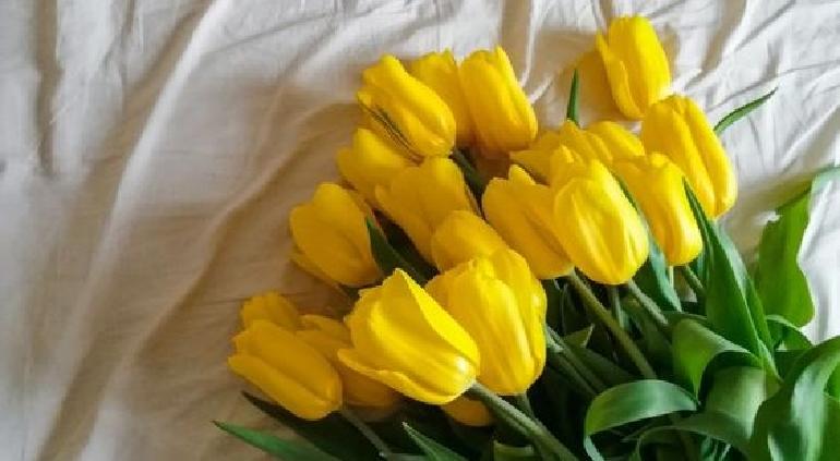 ¿Por qué se regalan flores amarillas en septiembre de 2023? Te contamos el contexto y su origen