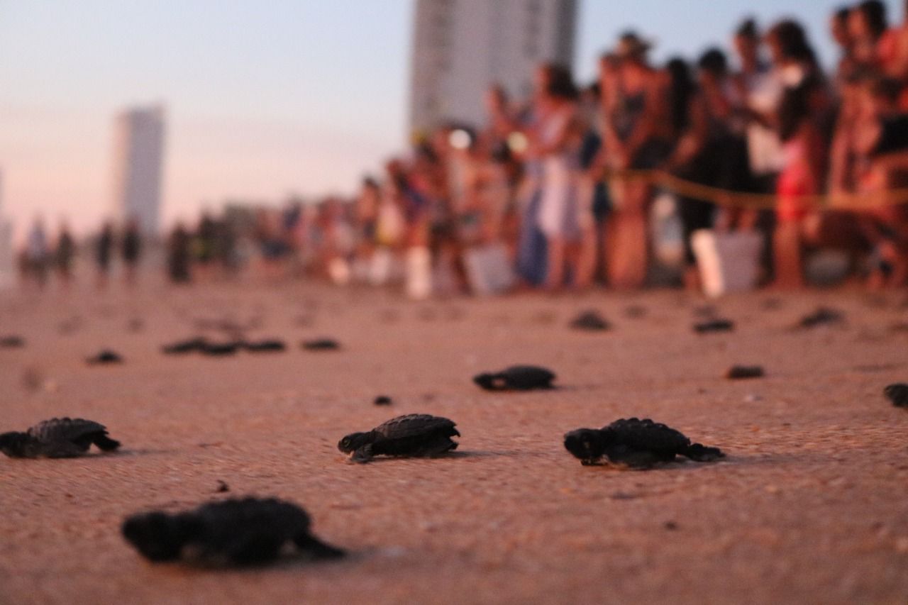Habrá más nidos de tortuga en Mazatlán este 2023; se han liberado más de 6 mil especies en el puerto