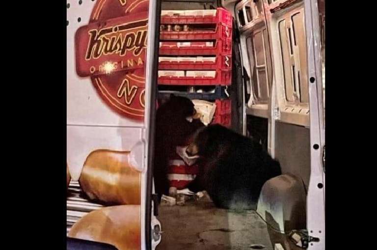 ¡Se dieron un festín! Dos osos ‘atracan’ camión y se comen 26 paquetes de donas en Alaska