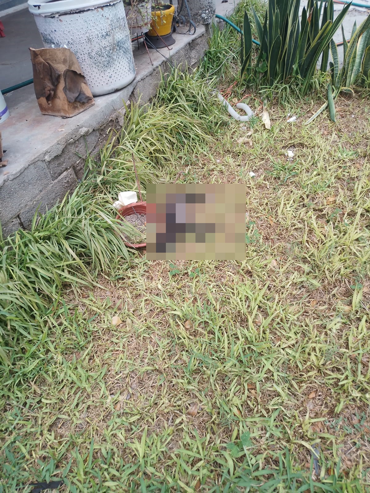 Ya citaron en la sindicatura al presunto ‘mata perros’ de Los Pinitos, en Guasave