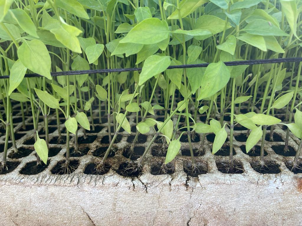 Agricultores de Rosario están temerosos que el frío alcance su zona y afecte arranque de ciclo de siembras