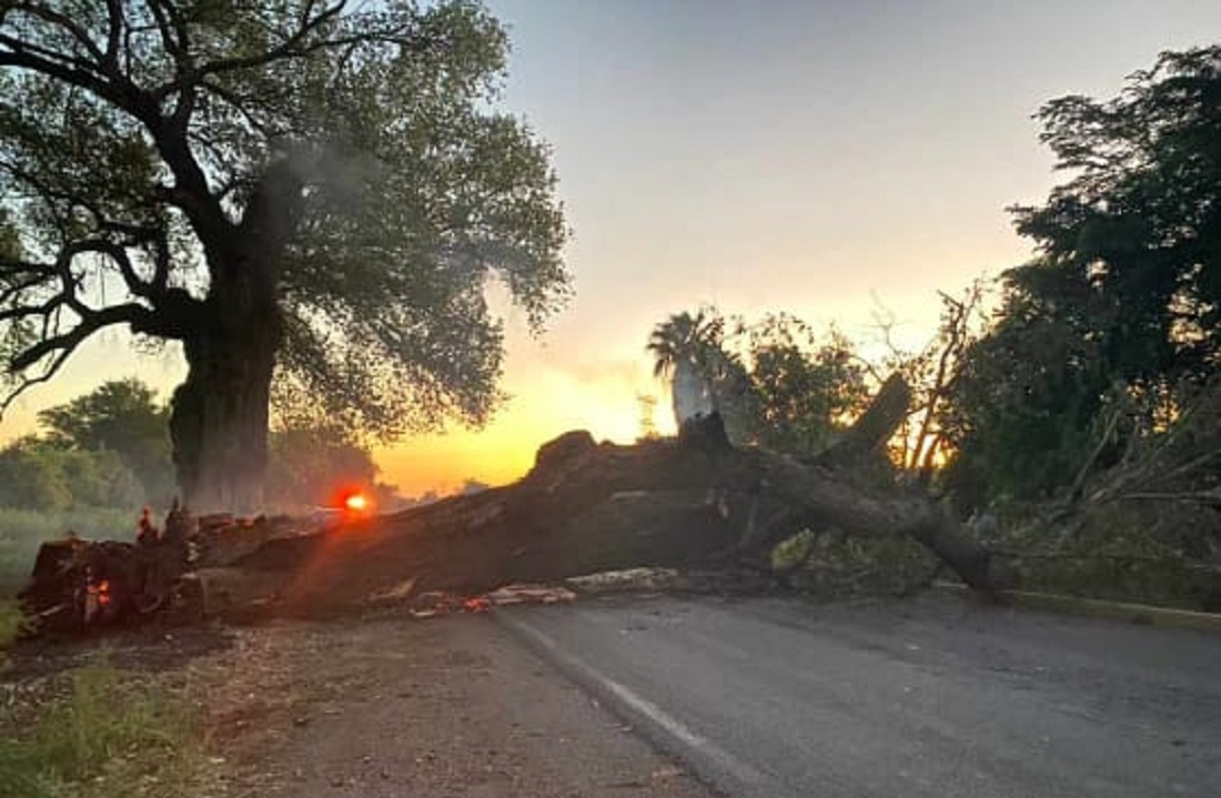 Álamo se incendia y cae sobre carretera Mochis-El Fuerte; suspenden circulación en ambos sentidos