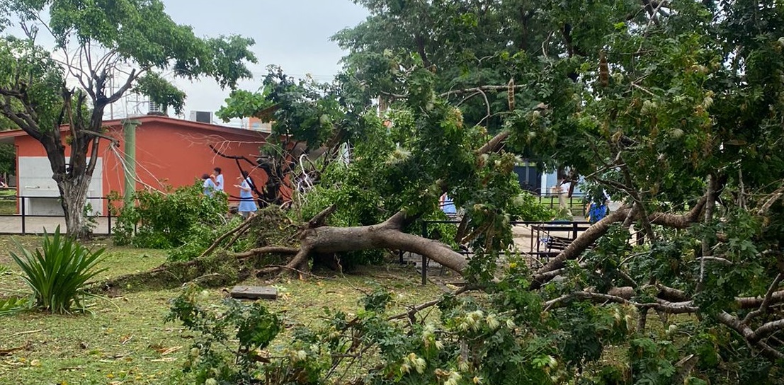 Apagones y caída de árboles, el reporte de suspensión de escuelas en Mazatlán tras lluvias