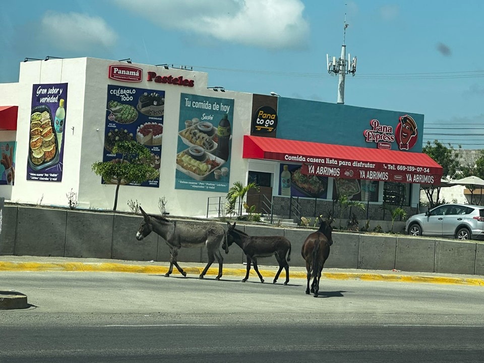 ¿Se fueron a maleconear? Andan sueltos dos burritos y un caballo en Mazatlán