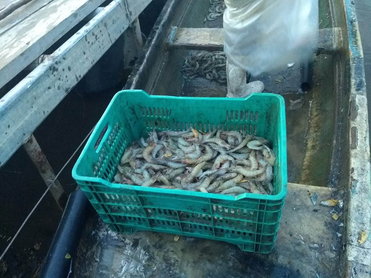 Preocupación en ribereños del norte de Sinaloa por bajas capturas de camarón en bahías y esteros