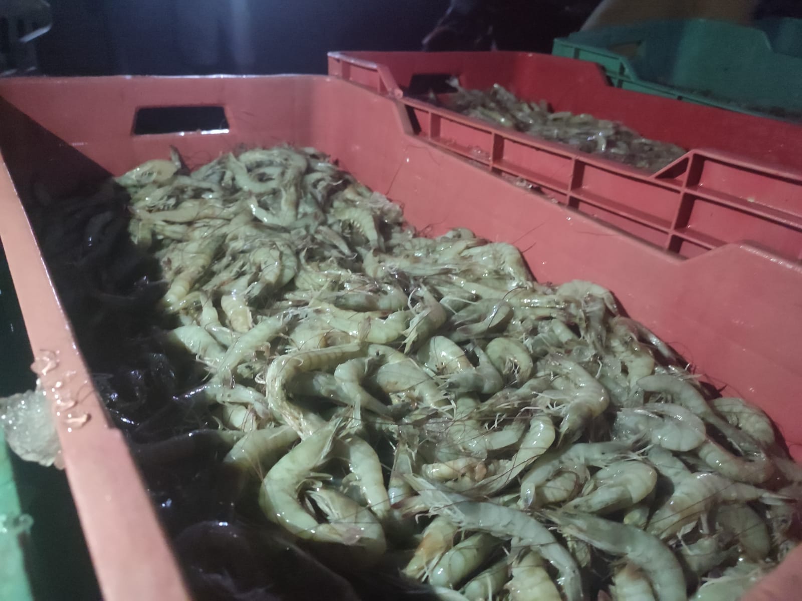 ‘Si no hay saqueo, no hay camarón para la temporada’, lamentan pescadores en El Caimanero, Rosario