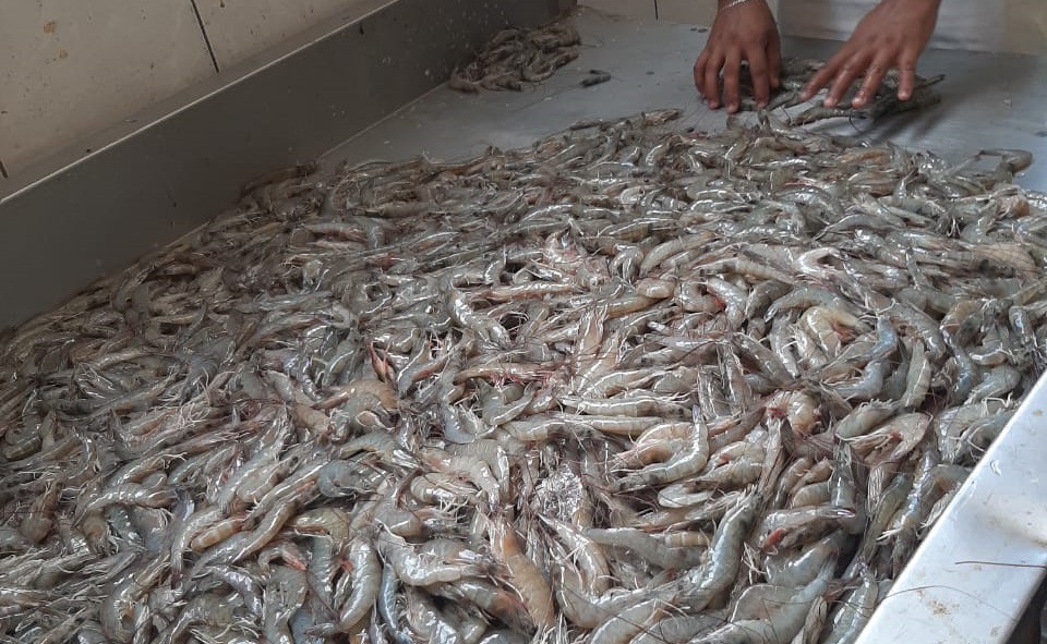 Ribereños reportan capturas de 80 hasta 100 kilos por panga en algunos bahías y esteros en este primer día