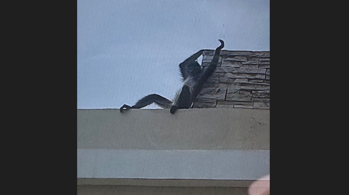 Ve en residencias su jungla, mono araña se pasea por Mazatlán