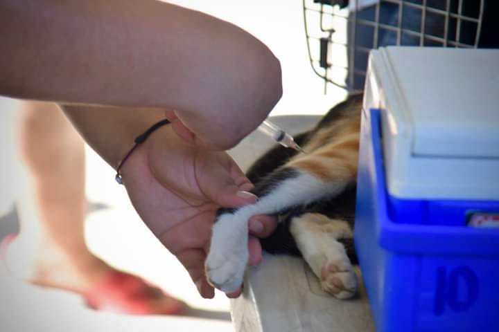 Estilizan a 110 animales domésticos en la cuarta jornada de atención que realizan en Salvador Alvarado