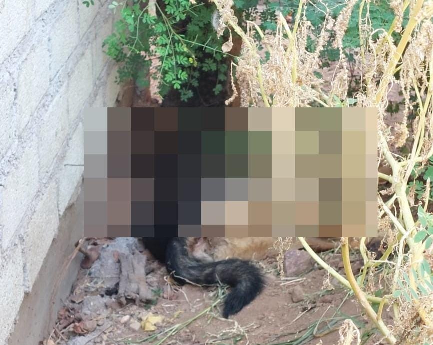 Crueldad animal en San Isidro, Angostura; envenenan a perros
