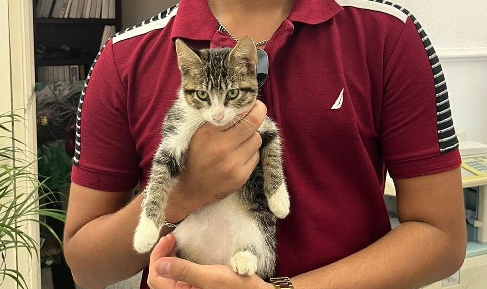 ¿Recuerda el video viral de una gatita lanzada a una azotea en Mazatlán? Ya encontró hogar y los trabajadores recibirán castigo