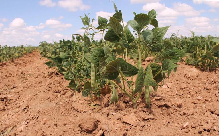 Sin autorización aun horticultores para sus siembras tempranas en el norte de Sinaloa