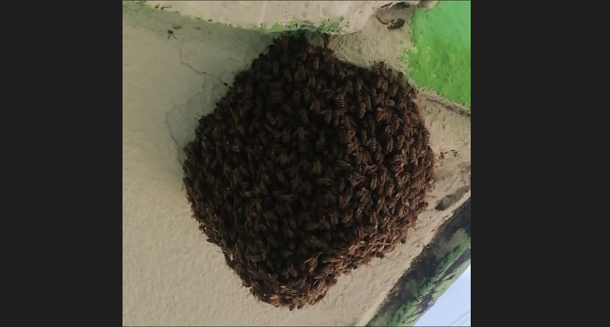 ¿Qué hacer ante un panal de abejas? Bomberos Culiacán emite recomendaciones