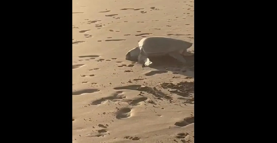 ¡Mágico momento en Las Glorias! Tortuga desova ante la mirada de turistas