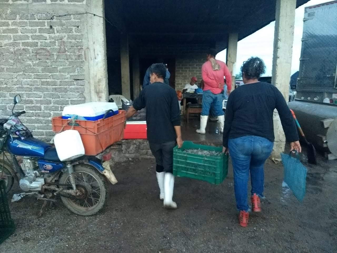 Inició mal la zafra de camarón en Guasave, ya no les sorprende, señalan pescadores