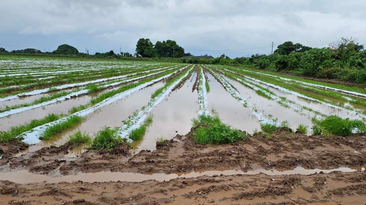Conagua amplia por dos semanas más la dotación del agua para el uso del riego de campos agrícolas en Ahome