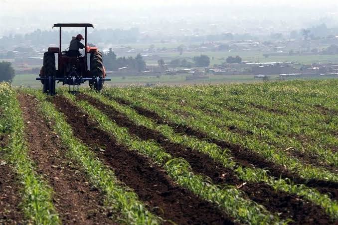 Ningún agricultor de Mazatlán tiene asegurado sus tierras; no hay apoyo del gobierno, lamentan