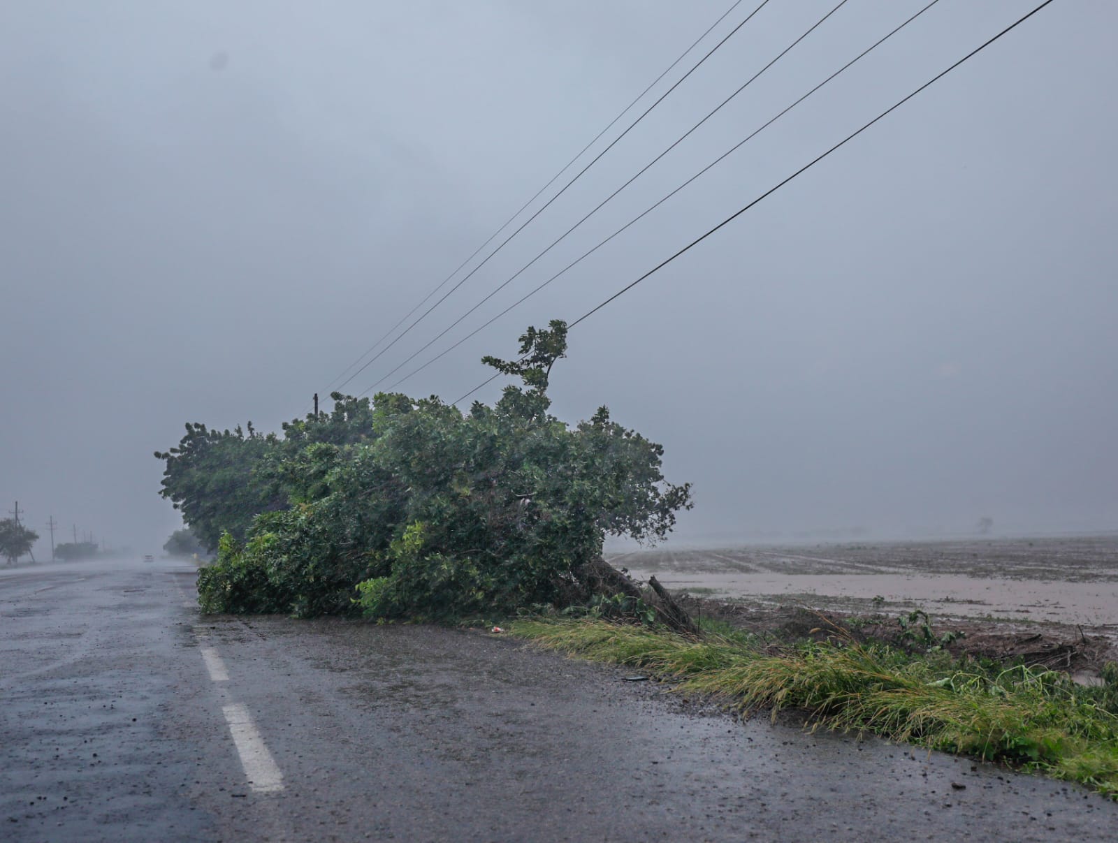 Caída de arboles y espectaculares han dejado las fuertes lluvias de “Norma” en Altata, Navolato
