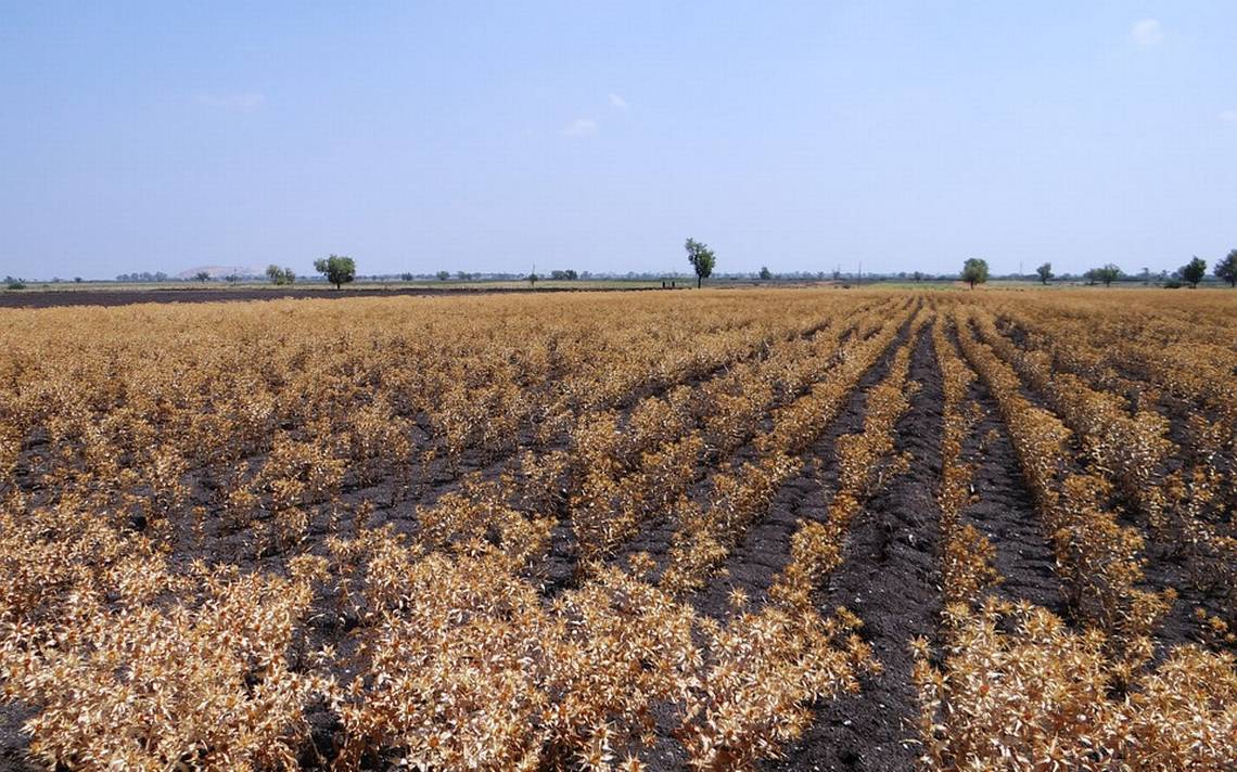 Productores de cártamo piden a industriales que mejoren el precio y solicitan apoyo económico al gobierno