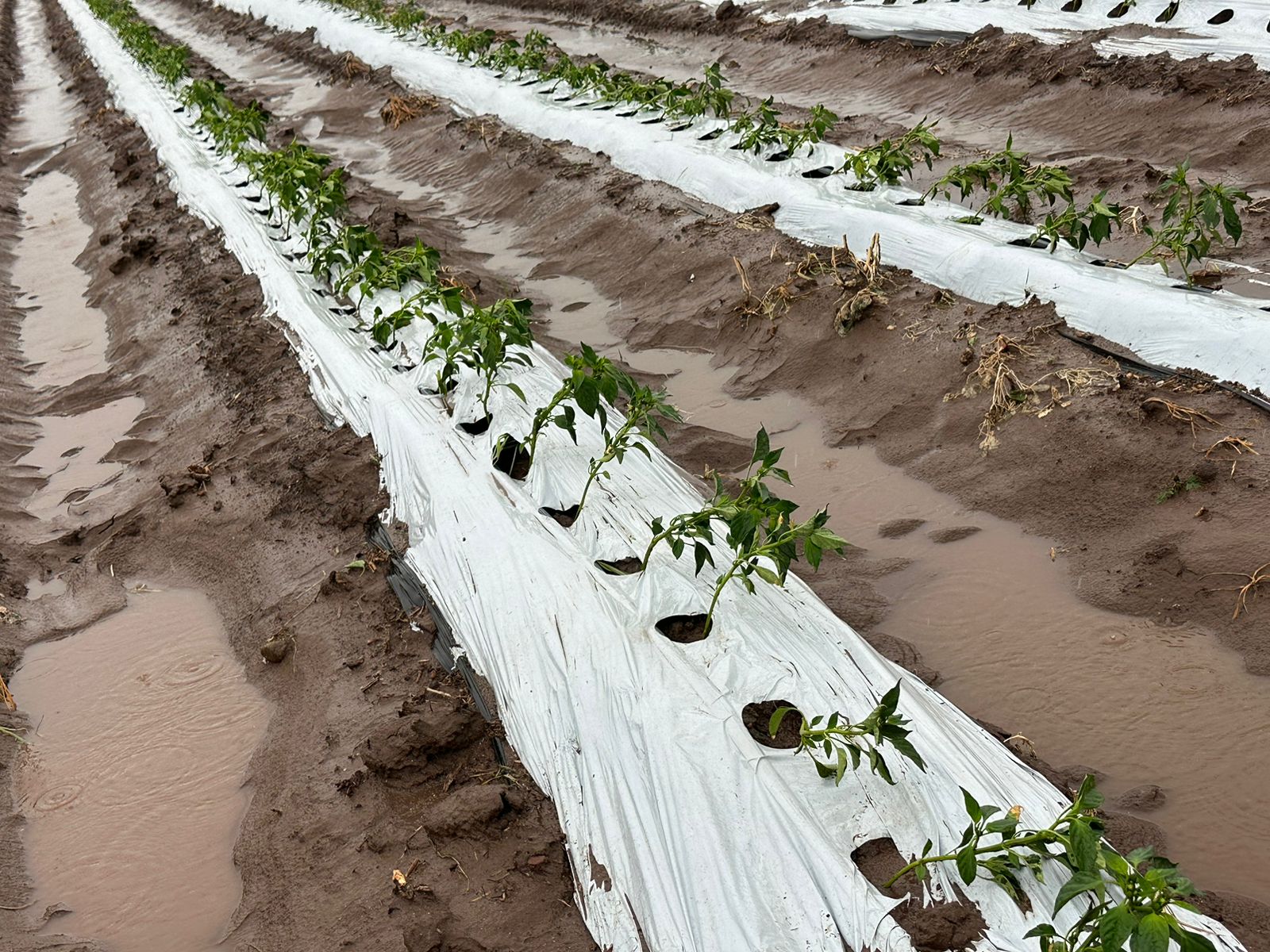 En lugar de que hele, mejor que llueva, piden productores de El Carrizo