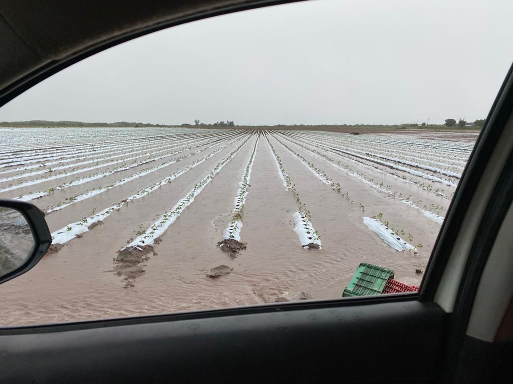 Con alegría reciben agricultores de Mazatlán las lluvias; son más benéficas de momento