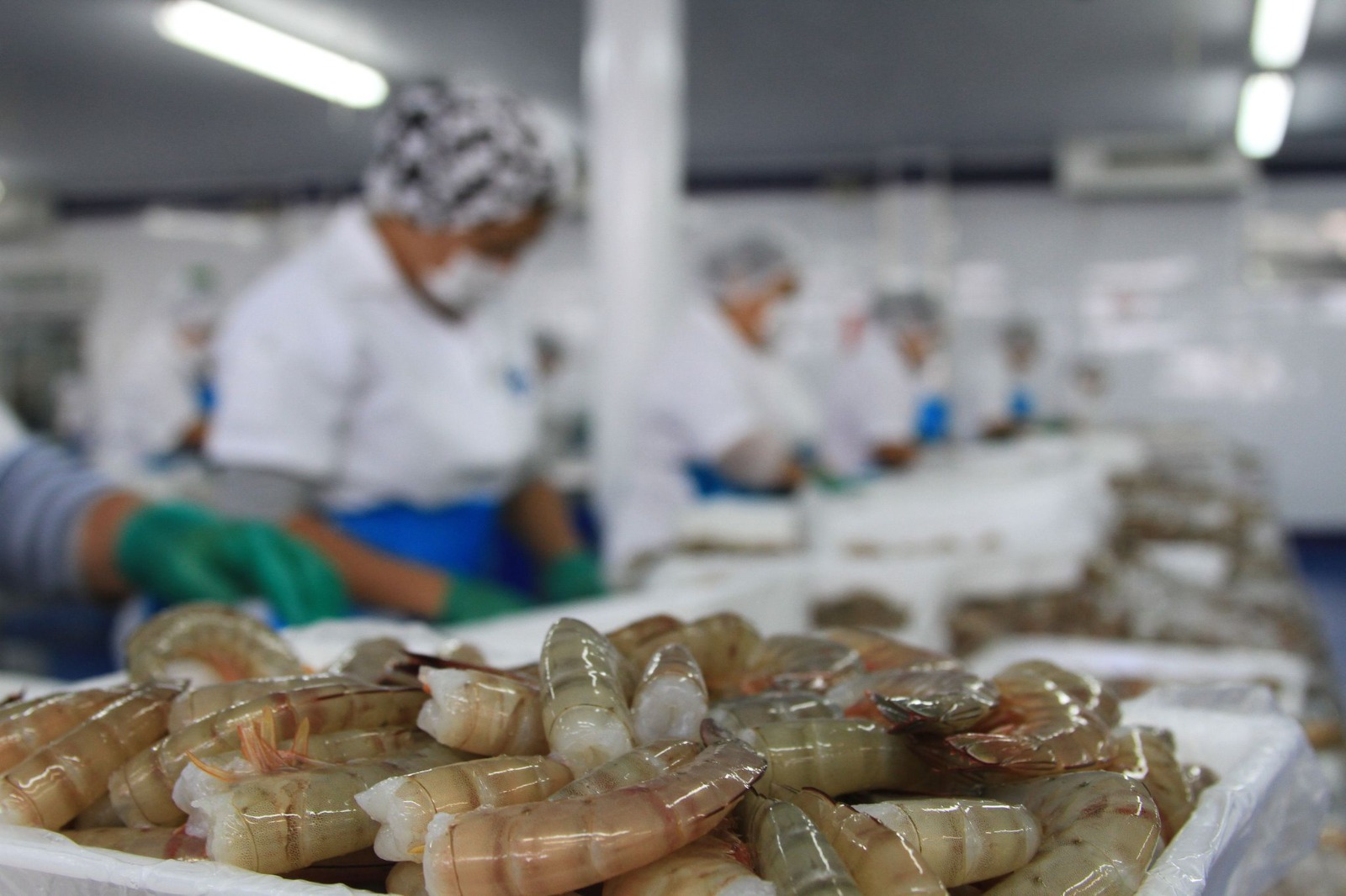 Incosteabilidad y sin mercado obliga a cerrar congeladoras de camarón en el norte de Sinaloa: Ribereños