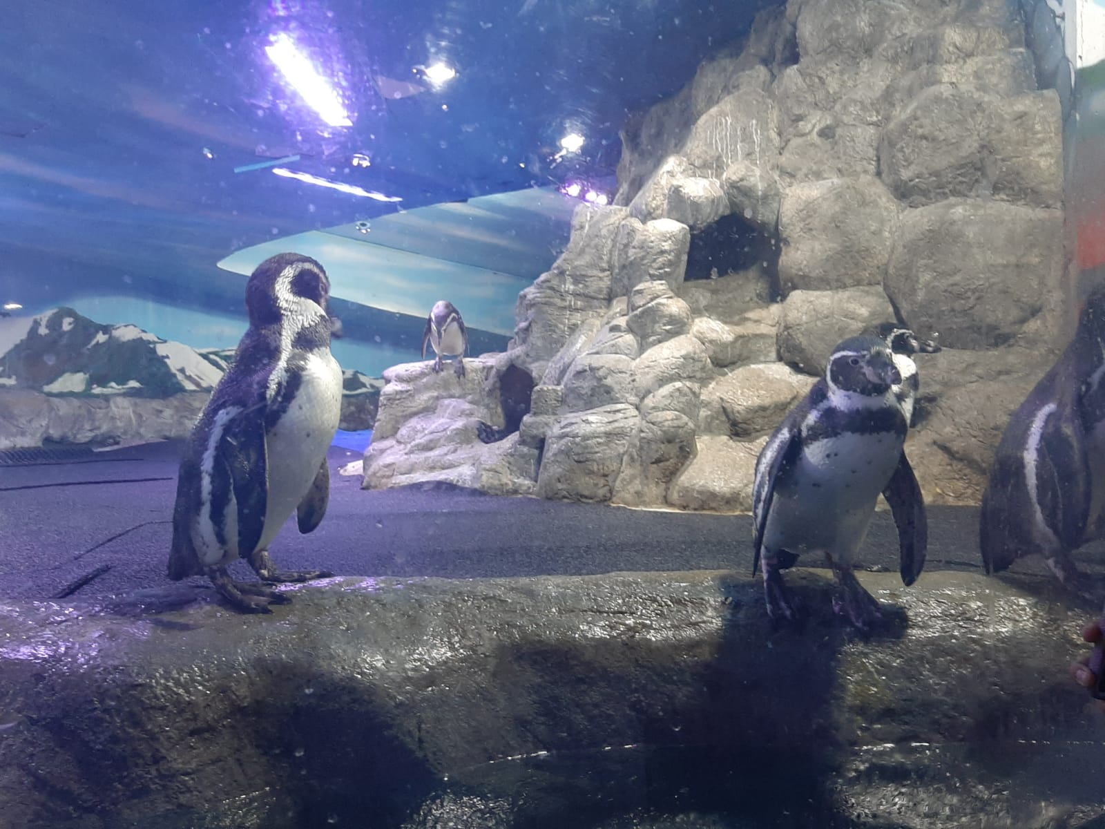 Gran Acuario de Mazatlán anuncia este mes nuevos atractivos y espectáculos para niños y adultos