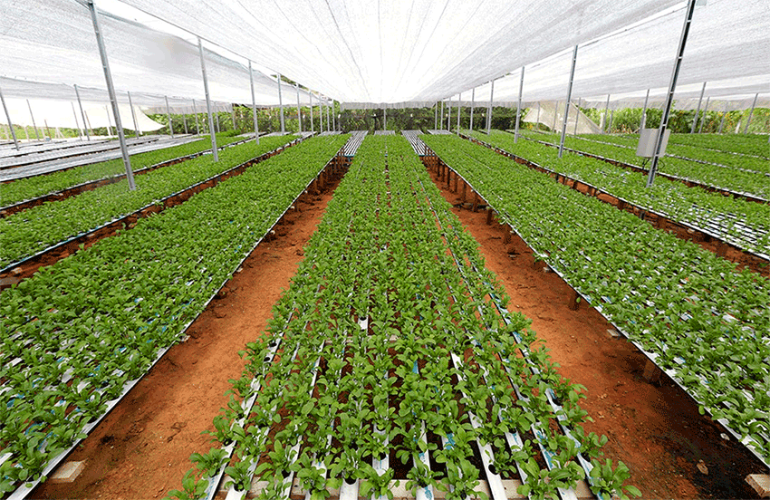Cultivos hidropónicos, la alternativa de alimento para el ganado ante reducción de área de siembra del maíz: UGRS