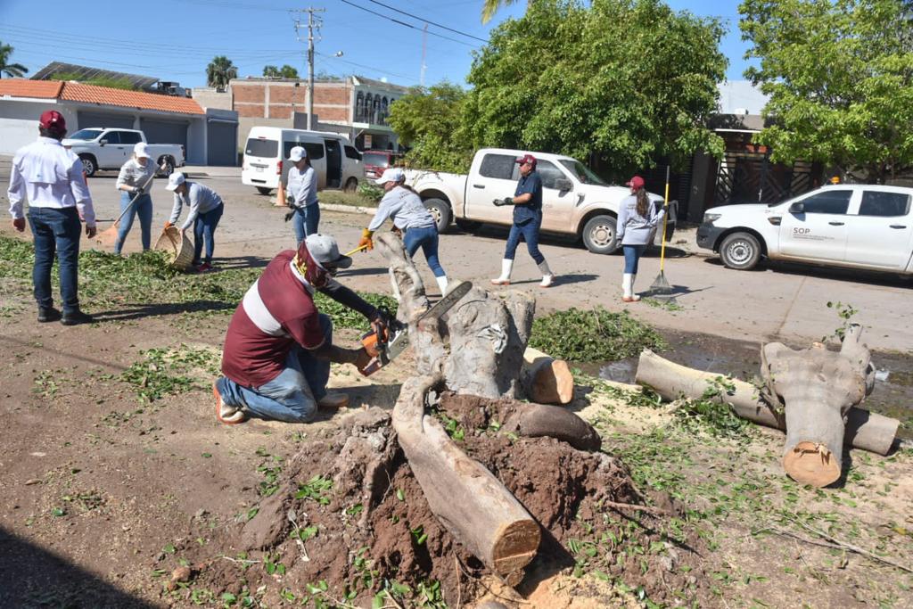 ‘Norma’ dañó alumbrado público, derribó postería y cableado en distintos sectores de Los Mochis