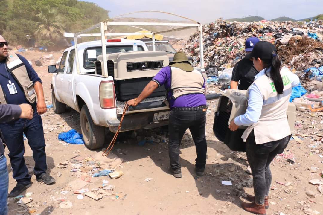 Rescatan a cinco perros de morir desnutridos, fueron abandonados en el basurón de Mazatlán