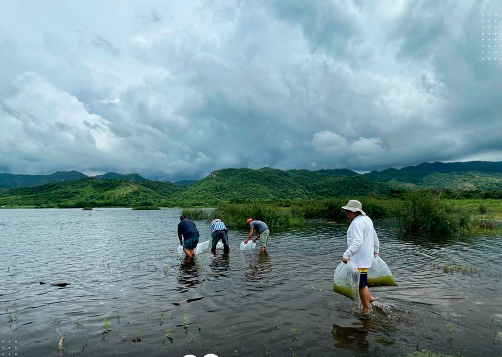 Siembran más de 200 mil alevines de tilapia en presa Agustina Ramírez ‘El Peñón’ de Escuinapa