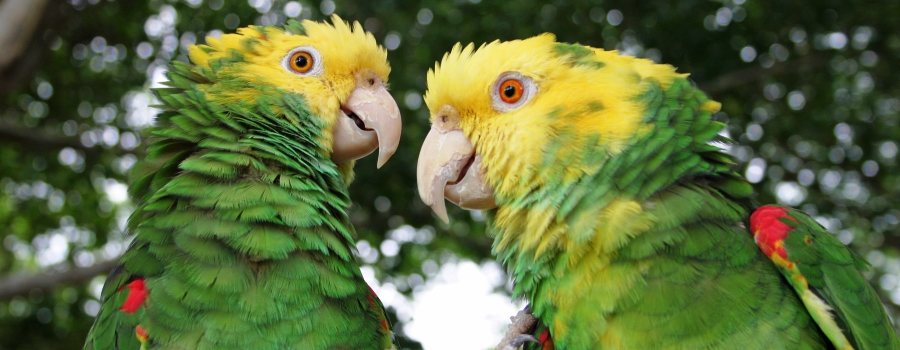Aumenta el tráfico de animales exóticos al ponerse de moda entre los tiktokers en México