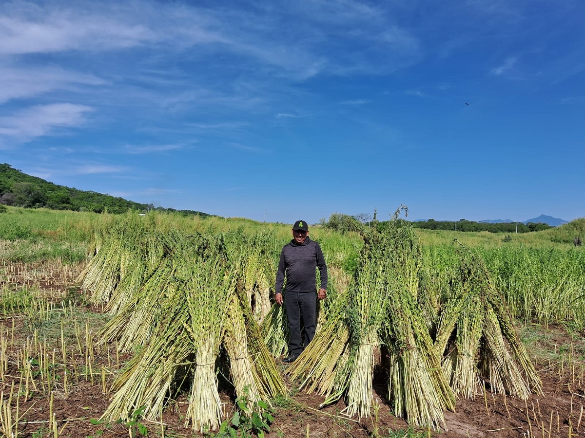 ‘Brotan’ esperanza entre productores sacar adelante en ajonjolí en valle de El Carrizo