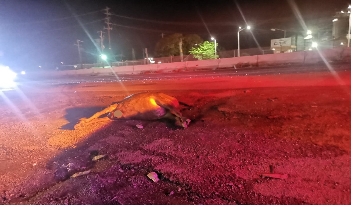 Autobús de pasajeros choca contra vaca en Los Mochis