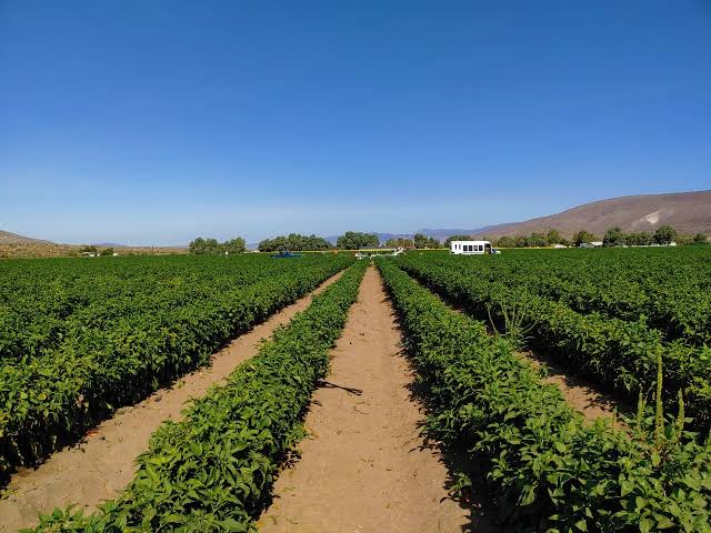 Preocupa a JLSV de El Carrizo la posibilidad de quedar demasiada tierra ociosa en este ciclo agrícola
