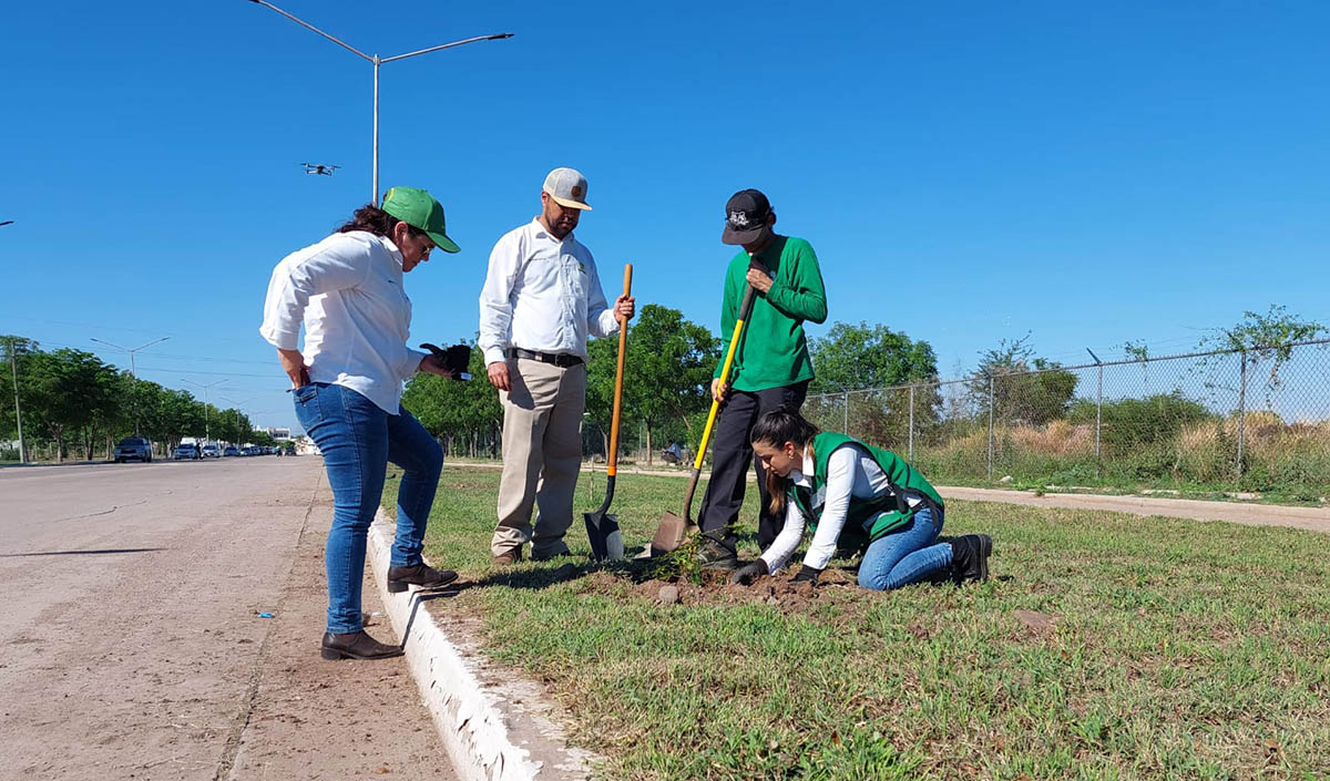 Realiza departamento de Ecología jornada de arborización en Guamúchil; busca embellecer la ciudad