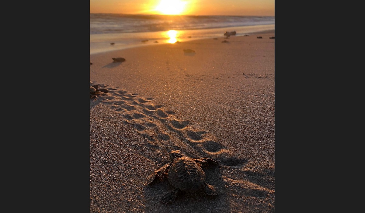 Este sábado inicia la liberación de crías de tortuga en Playa Ceuta, Elota