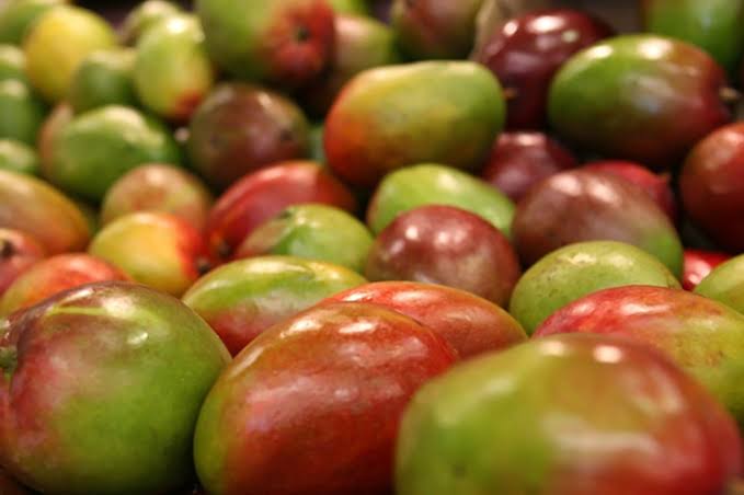 Sobreoferta de mango tumba los precios en el sur de Sinaloa; surge preocupación por brote de plagas también