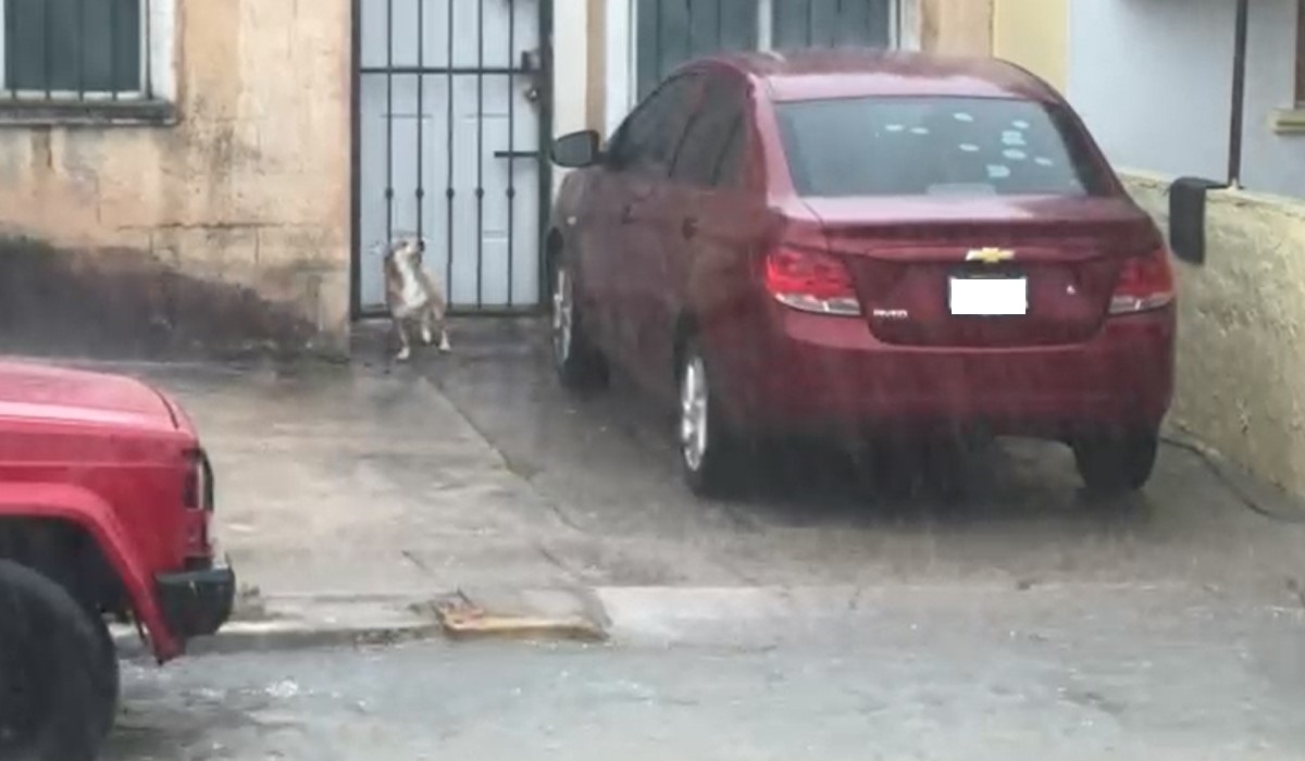 (VIDEO) Así recibe este perrito a su dueño en medio de las lluvias en Mazatlán