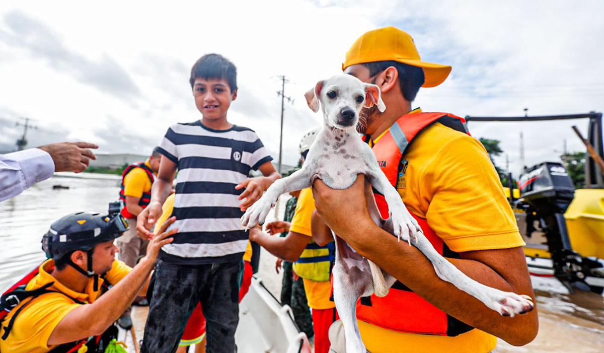 Roque y Titi, el perro y el gato rescatados en las cuarterías de San Pedro, Navolato, tras inundación