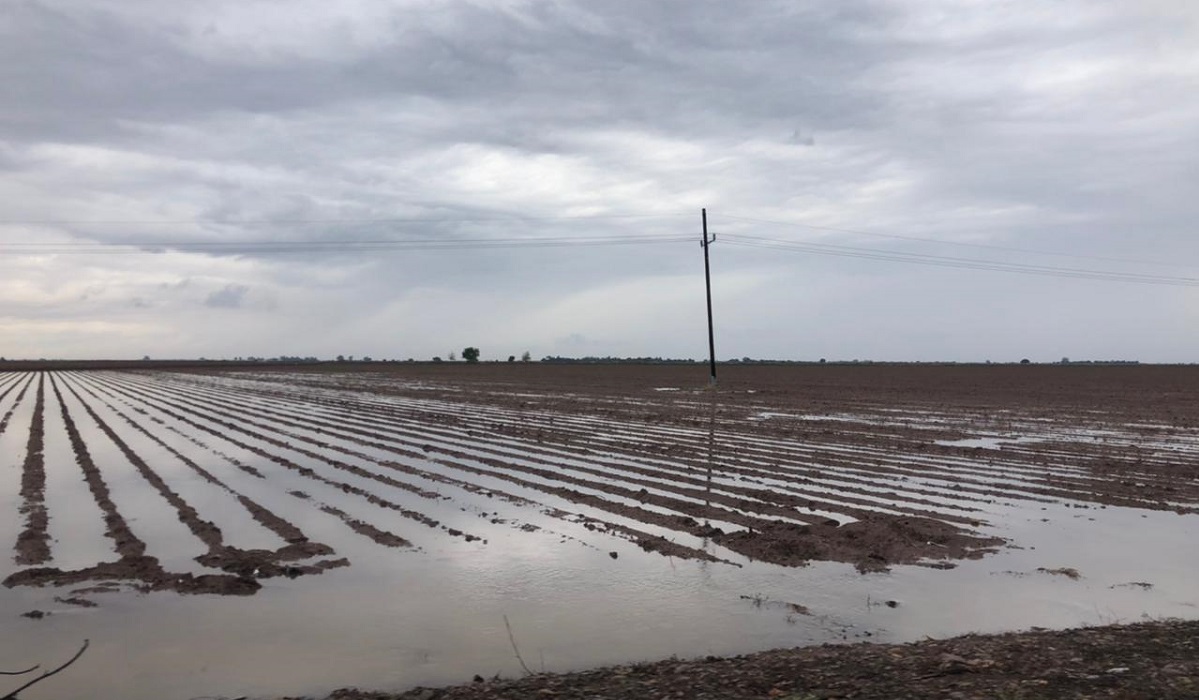 Lluvias de ‘Norma’ cambian panorama para el agro en Guasave; en dos días presa Bacurato subió 5 por ciento