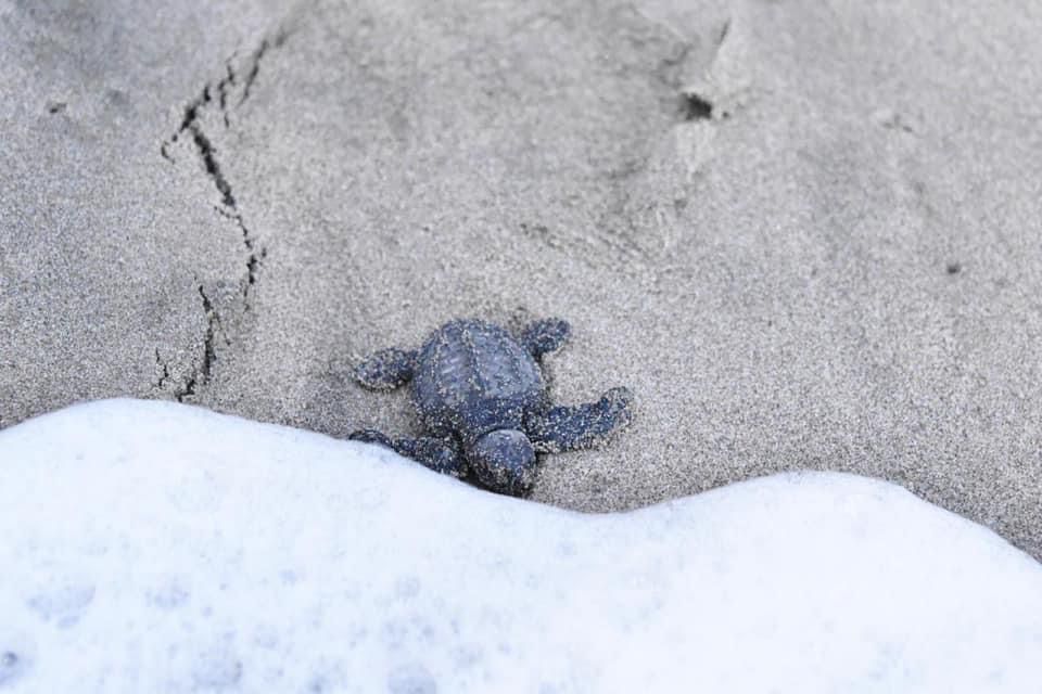 Calor y sequía impacta hasta en nacimiento de tortugas en santuario de Playa Ceuta, Elota