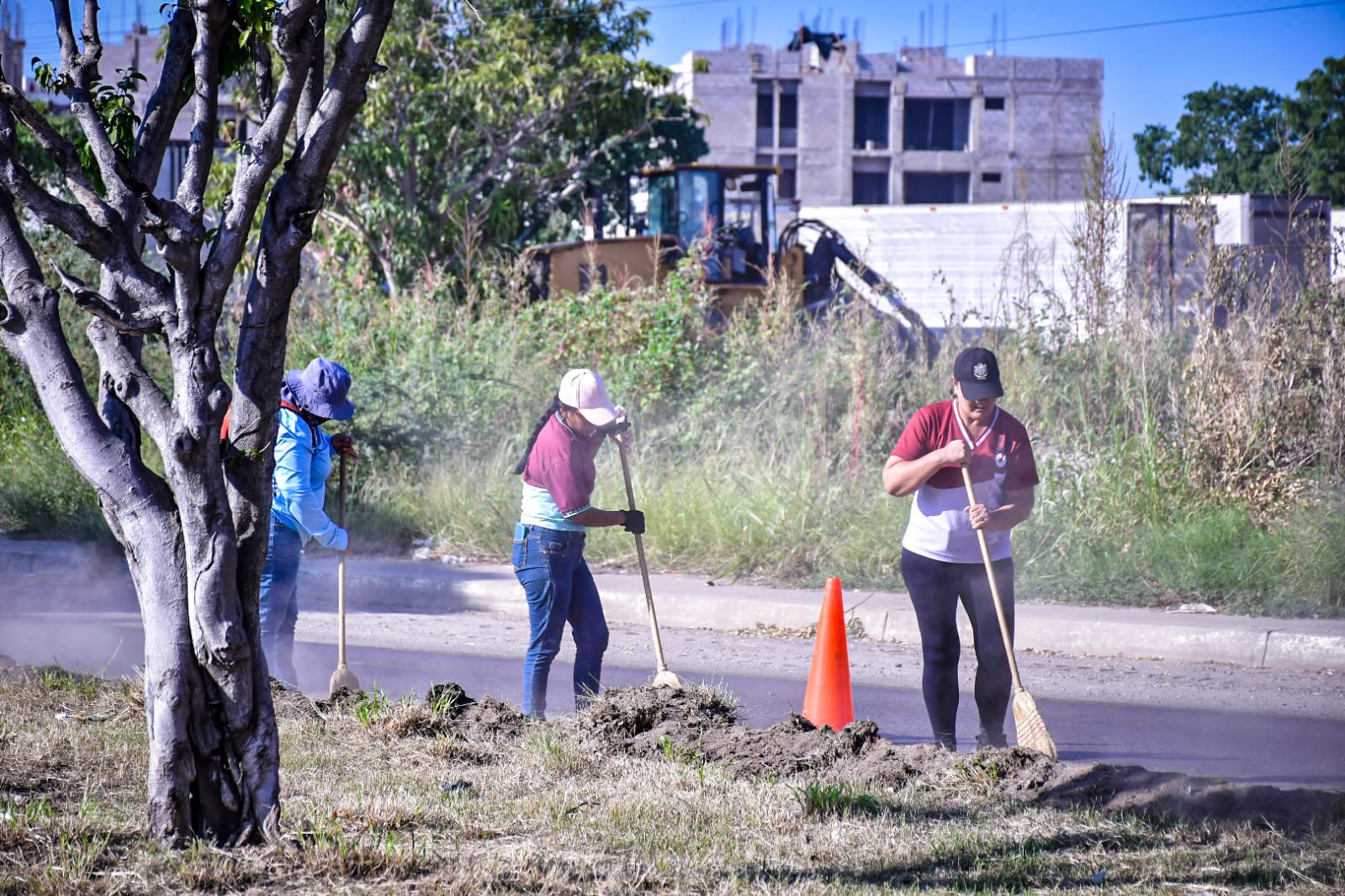 ¿Vas a podar tu árbol? Avisa a Parque y Jardines en Mazatlán