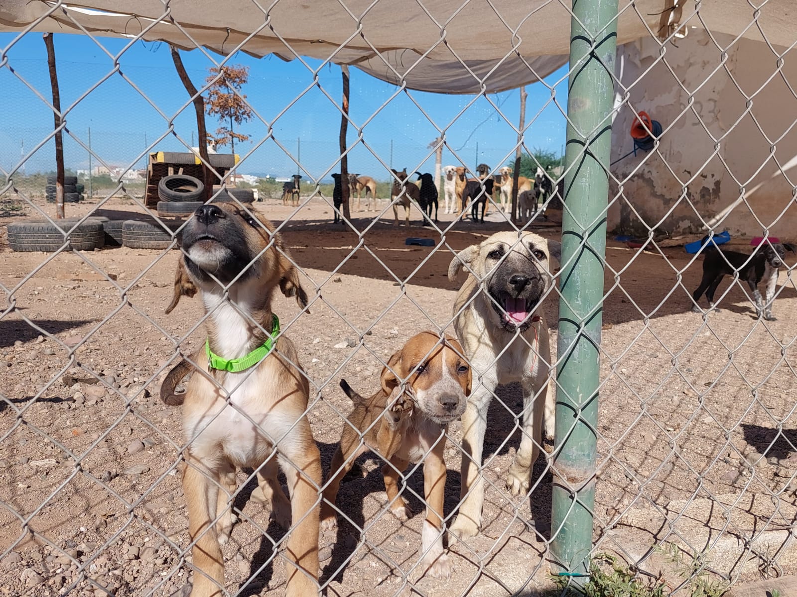 En Guamúchil todos los días se presentan casos de abandono de perritos; la fundación alberga más de 70 caninos
