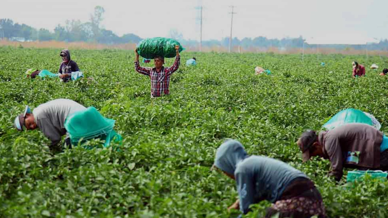 “Lo único que tienen los agricultores son las carteras vencidas; los horticultores son los más sacrificados en Mazatlán”: AARP