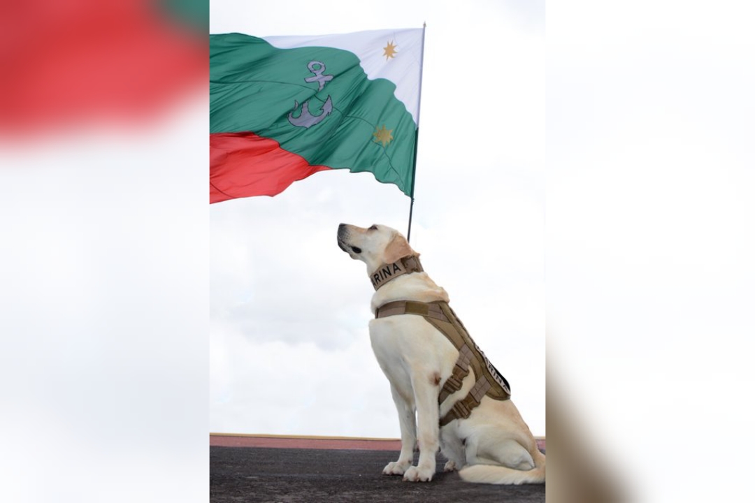 ¡Gracias Frida! Así fue el emotivo homenaje de la Semar a la perrita rescatista a un año de su muerte