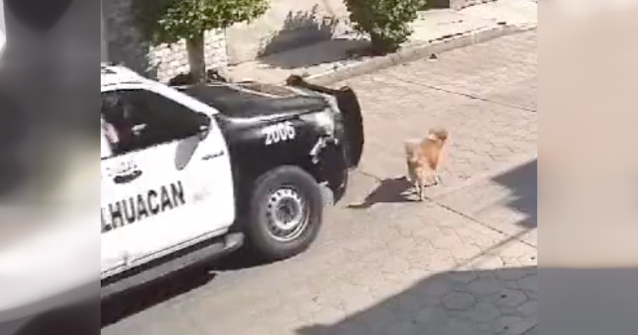 ¡Indignación! Policías que atropellaron a perrito en Edomex; ya son procesados por maltrato animal