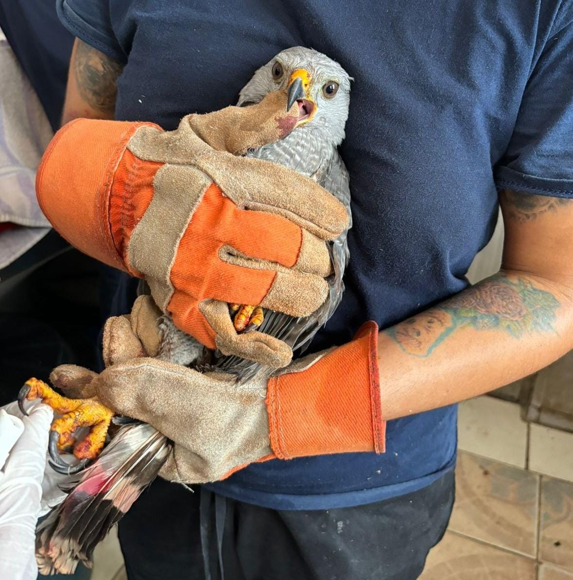 Iba de Costa Rica a EU, pero la tenían de mascota en Mazatlán; Aguililla Gris es rescatada