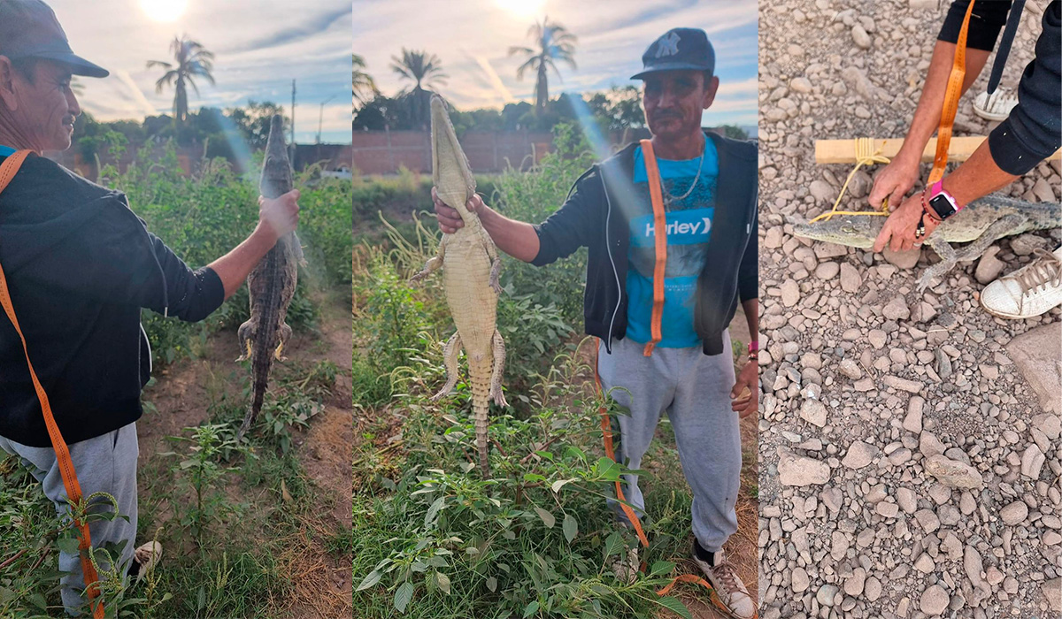 Atrapan un cocodrilito en el dren de Bacurimí, en Valle Alto, Culiacán